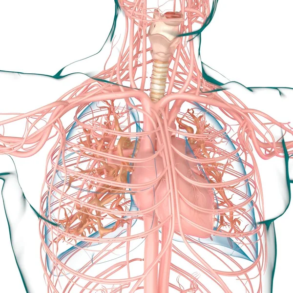 Lungor Människans Andningssystem Anatomi För Medicinska Begreppet Illustration — Stockfoto