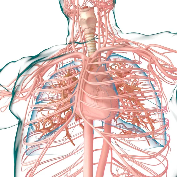 Lung Sistem Pernapasan Manusia Anatomi Untuk Konsep Medis Ilustrasi — Stok Foto