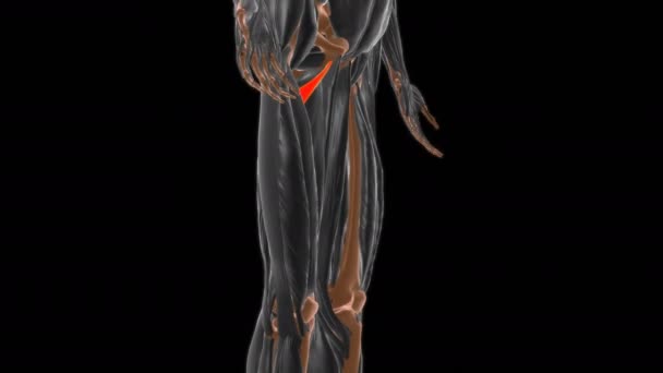 Anatomía Muscular Mínima Del Aductor Para Concepto Médico Illustration 300 — Vídeo de stock