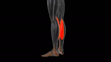 Medikal Konsept 3D İllüstrasyon için Gastrocnemius Kas Anatomisi Orta Başkanı
