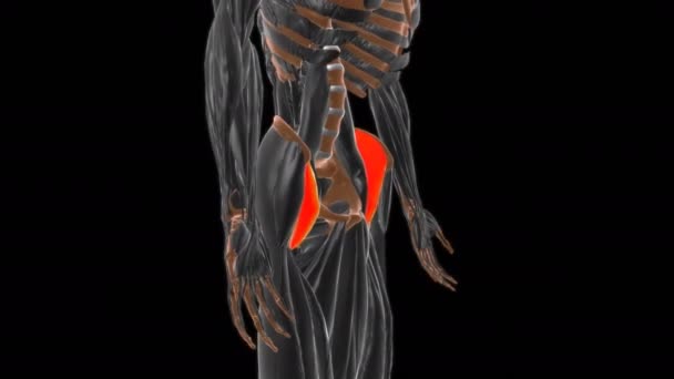 Iliacus肌解剖用于医学概念3D图解 — 图库视频影像