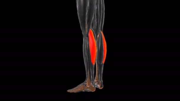 Tıbbi Konsept Llüstrasyon Için Gastrocnemius Kas Anatomisi Nin Yan Başkanı — Stok video