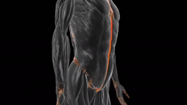 Linea Alba Anatomie Für Medizinisches Konzept Illustration — Stockvideo