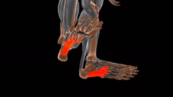 Tıbbi Konsept Llüstrasyon Için Uzun Plantar Bağları Anatomisi — Stok video