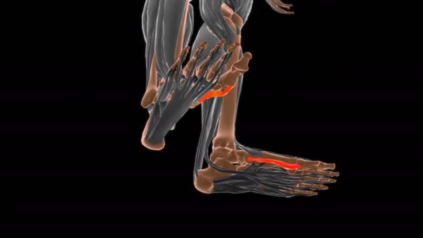 Cabeça Medial Anatomia Breve Hálux Flexor Para Ilustração Médica Conceito — Vídeo de Stock