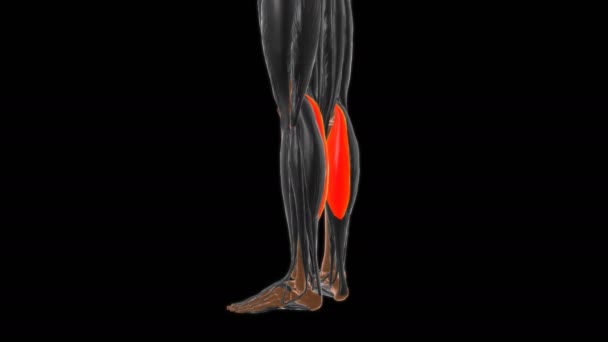 Medikal Konsept Llüstrasyon Için Gastrocnemius Kas Anatomisi Orta Başkanı — Stok video