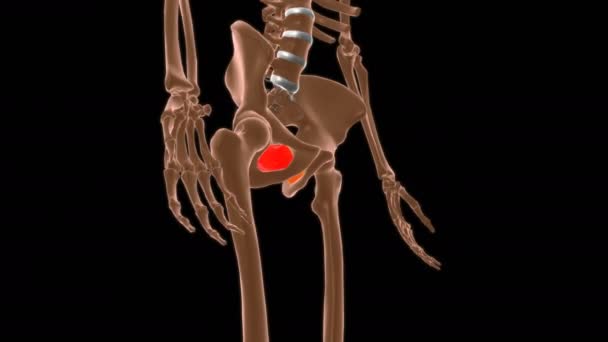 Anatomía Del Músculo Del Interno Del Obturador Para Ilustración Del — Vídeos de Stock