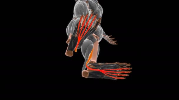 Flexor Digitorum Longus Анатомия Мышц Медицинской Концепции Иллюстрация — стоковое видео