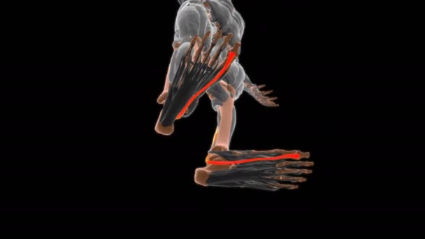 Anatomía Del Músculo Flexor Hallucis Longus Para Ilustración Del Concepto — Vídeo de stock