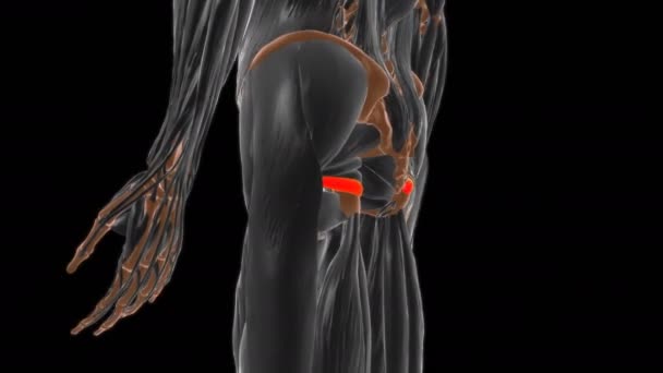 Anatomía Inferior Del Músculo Gemellus Para Ilustración Del Concepto Médico — Vídeos de Stock