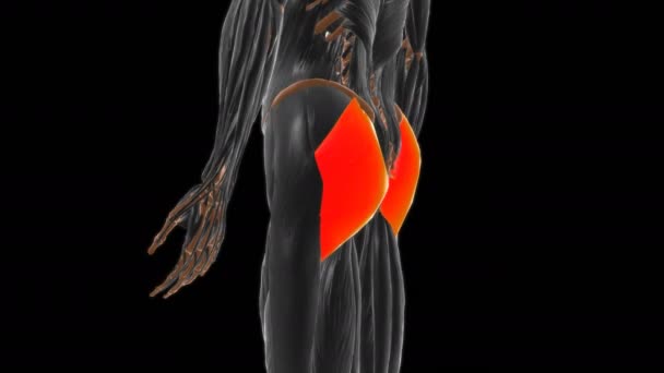医学概念3D动画中的谷粒最大肌解剖 — 图库视频影像