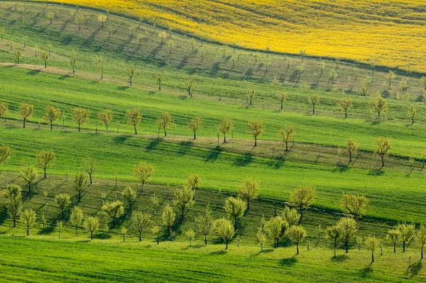 Линии деревьев на волнообразных полях. — стоковое фото