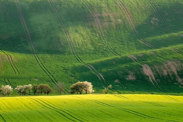 Campo moravo con alberi in fiore in primavera — Foto Stock