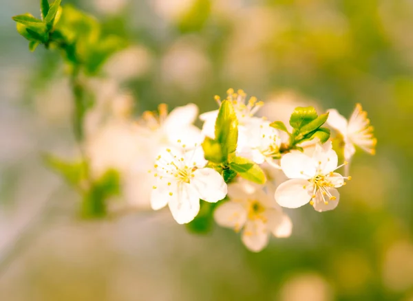 背景がぼやけている春の花 — ストック写真