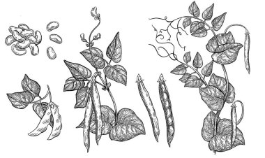 Yaprak, sembol, simge, paket tasarım unsuru, beyaz arkaplanda soyut süs desenli şarap üzümleri demeti. Vektör illüstrasyonu