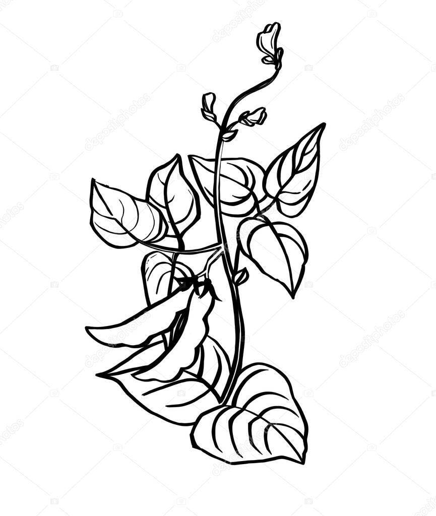 Vector hand drawn sketch set of soy. Ink botanical herbal illustration. Vegetarian and healthy food in vintage style 