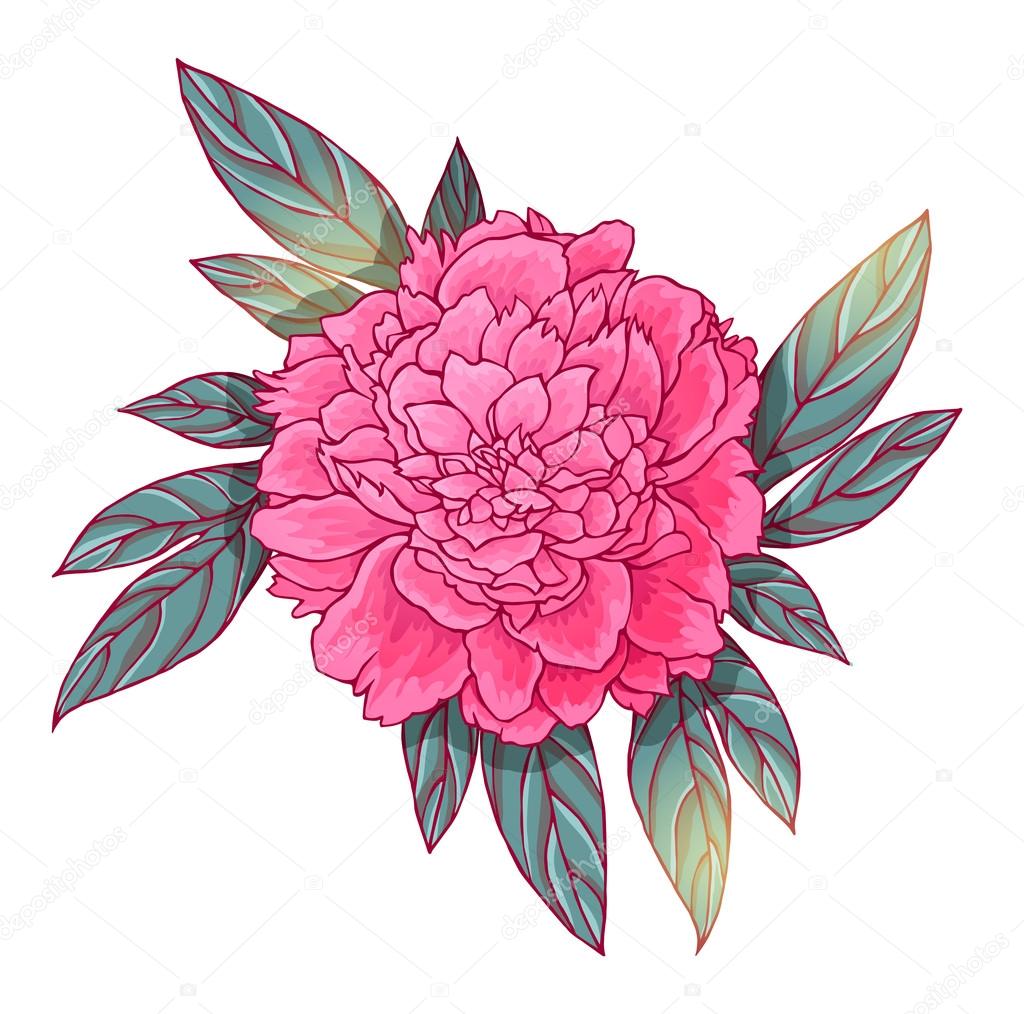 白牡丹の図 ストックベクター C Xenia Ok