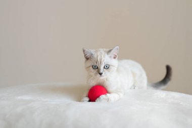 Cute lying beige blue eyed  scottish kitten with red ball on the beige background.