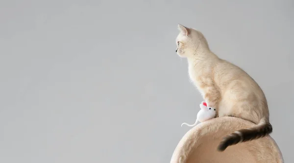 Niedliche Kätzchen Sitzen Seitlich Auf Der Spitze Des Katzenturms Mit — Stockfoto