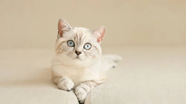 Mignon Chaton Écossais Aux Yeux Bleus Couché Sur Canapé Beige — Photo