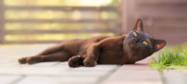 Schöne Braune Burmesische Katze Liegt Draußen Und Schaut Neugierig Etwas — Stockfoto