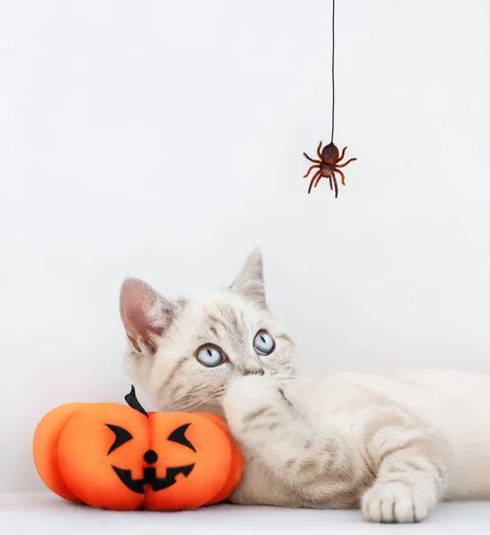 Gatto Sdraiato Con Zucca Giocattolo Guarda Ragno Appeso Lui Sullo — Foto Stock