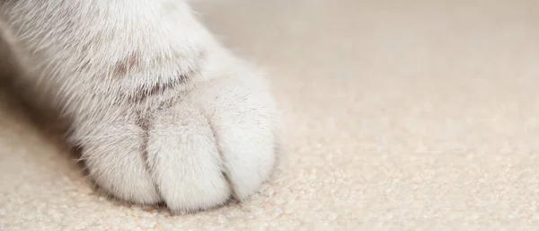 Die Weiche Beige Pfote Der Katze Makro Nahaufnahme Weicher Fokus — Stockfoto