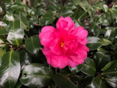 Çok güzel bir kırmızı çiçek..