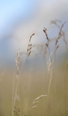 Yabani ot closeup spikelets