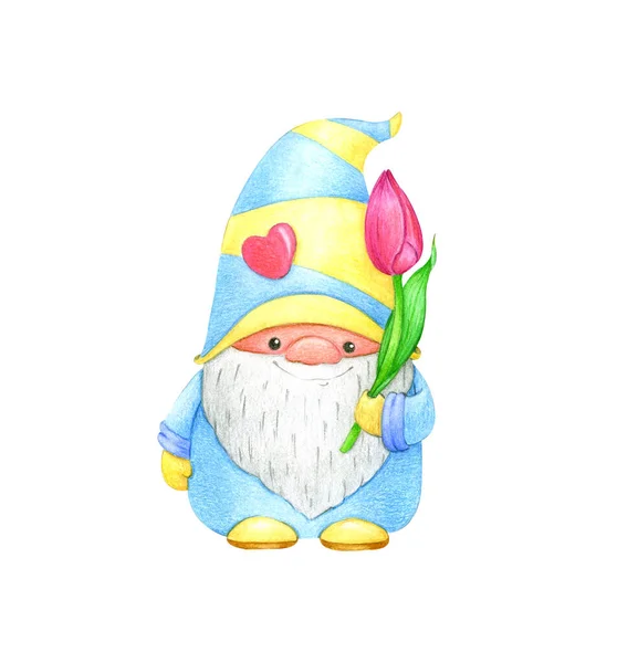 Cute scandinavian gnome with a tulip in his hands. Watercolor illustration on a white background. For congratulations on March 8, spring holiday, international women\'s day.