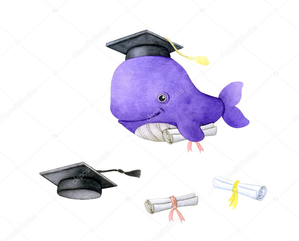 Set with a whale graduate, an academic cap with a tassel and diplomas with a ribbon. A cute whale in a graduate cap and with a diploma. Cartoon style. Watercolor illustration isolated on white backgroup