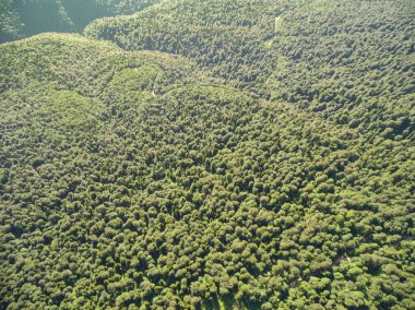 Kuşbakışı fotoğrafları. Yolda bir dağ orman