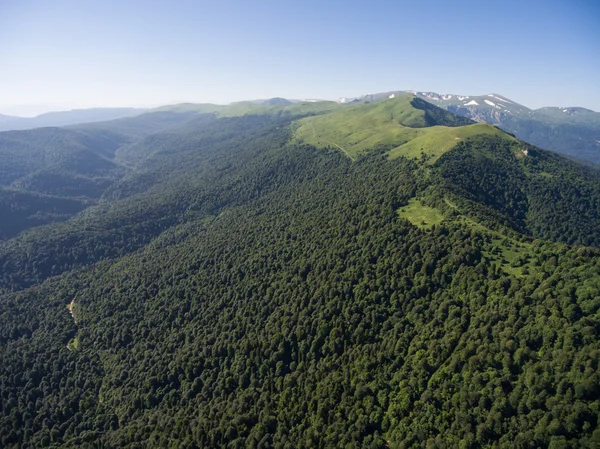 The mountain ridge covered  forest. Mountain landscape. The bird — Stock Photo, Image