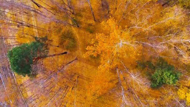 Gouden herfst - luchtfoto video — Stockvideo