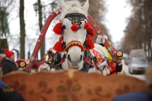 En vit häst med svarta och röda sele, Suzdal, Ryssland Royaltyfria Stockbilder