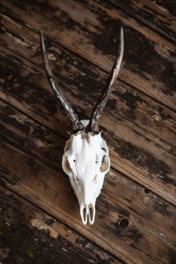 Buck kafatası eski kurulları