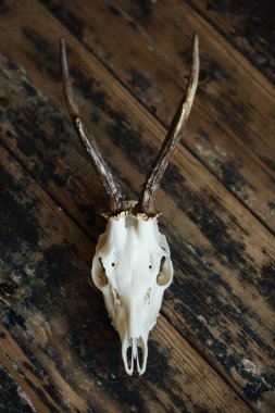 Buck kafatası eski kurulları