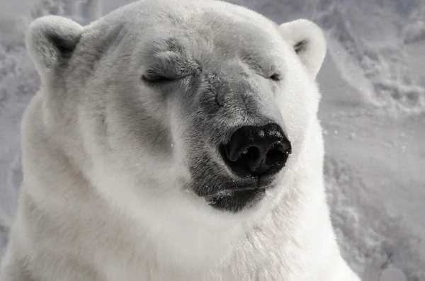 Белый медведь в снегу — стоковое фото