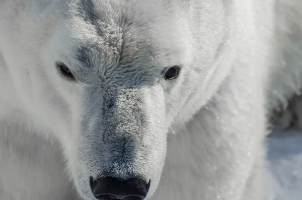 Niedźwiedź polarny w śniegu — Zdjęcie stockowe