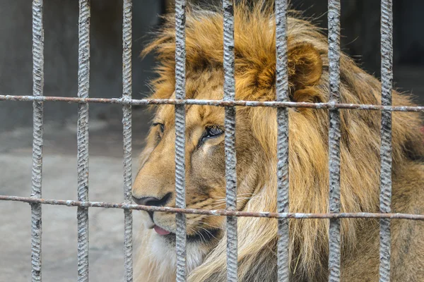 Un león enjaulado con profunda y triste mirada de ensueño cuidadosamente mirando a un lado Fotos De Stock Sin Royalties Gratis