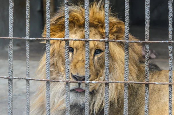 Un león enjaulado con profunda y triste mirada pensativa mirando desesperadamente a través de los barrotes Fotos De Stock