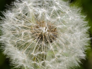 Bir blowball bir makro fotoğraf
