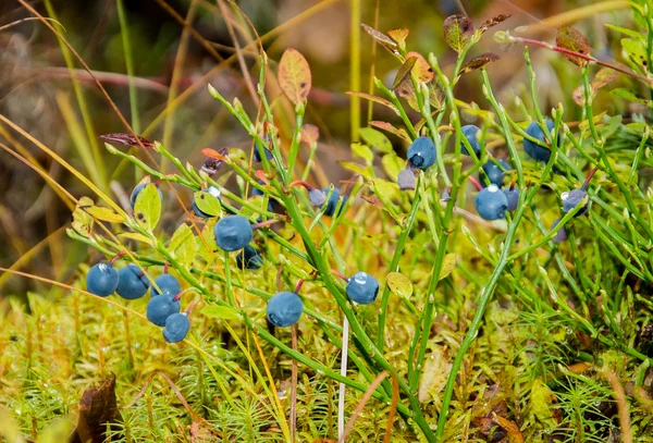 Blueberry — Stock Photo, Image