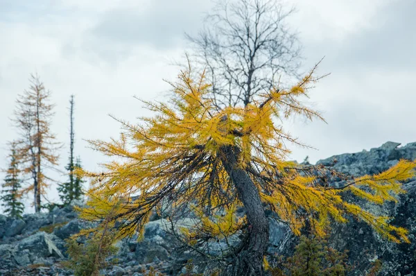 Rusya krasnoyarsk toprakları