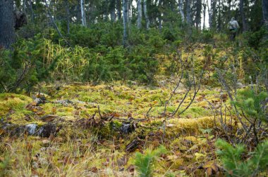 Rusya krasnoyarsk toprakları