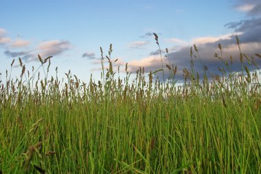 Yüksek çim doğal arka plan