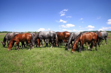 Mera üzerinde at sürüsü