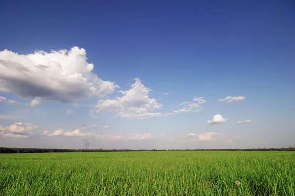 Horizon Green Field — Stock Photo, Image