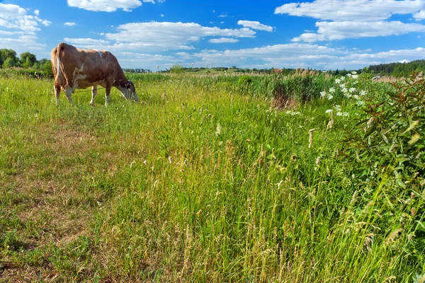 Paisagem Rural Com Vaca Prado — Fotografia de Stock