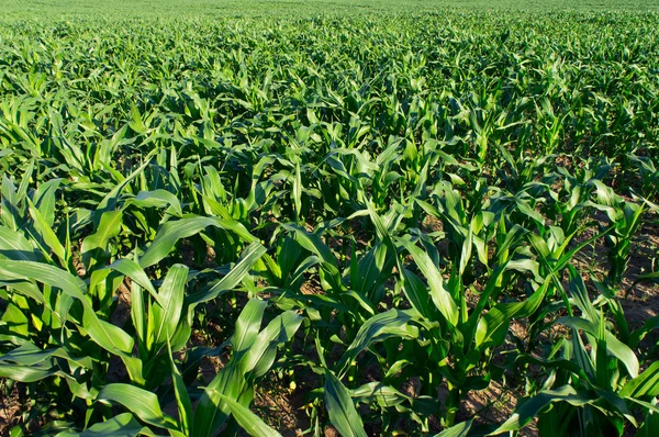 Kukorica Zöld Mező Háttér — Stock Fotó